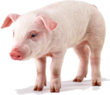 肉食健康知识-猪肉.png